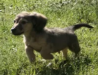 Hank, a male Miniature Dachshund for sale in Madison, FL – Photo 4 of 9