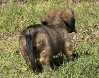 Hank, a male Miniature Dachshund for sale in Madison, FL – Photo 7 of 9