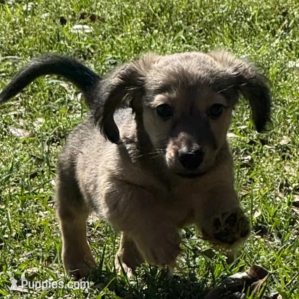 Hank, a male Miniature Dachshund for sale in Madison, FL – Photo 2 of 9