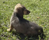 Hank, a male Miniature Dachshund for sale in Madison, FL – Photo 8 of 9
