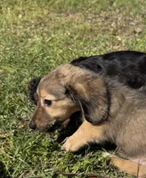 Hank, a male Miniature Dachshund for sale in Madison, FL – Photo 1 of 9