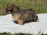 Hank, a male Miniature Dachshund for sale in Madison, FL – Photo 3 of 9