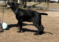 Loki 💙, a male German Shepherd Dog for sale in Madison, FL – Photo 5 of 9