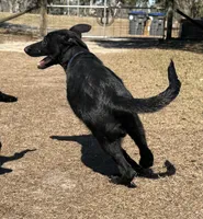 Loki 💙, a male German Shepherd Dog for sale in Madison, FL – Photo 1 of 9