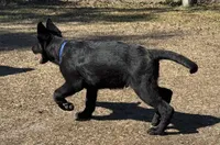 Loki 💙, a male German Shepherd Dog for sale in Madison, FL – Photo 6 of 9