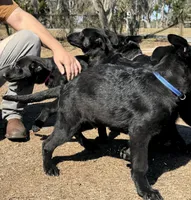 Loki 💙, a male German Shepherd Dog for sale in Madison, FL – Photo 8 of 9