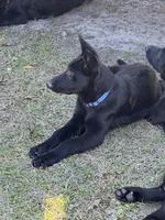 Loki 💙, a male German Shepherd Dog for sale in Madison, FL – Photo 2 of 9