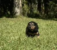 Winston , a male Miniature Dachshund for sale in Madison, FL – 5 of 10