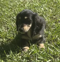 Lilly •Black & Cream•, a female Miniature Dachshund for sale in Madison, FL – 3 of 7