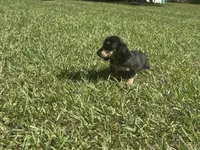 Lilly •Black & Cream•, a female Miniature Dachshund for sale in Madison, FL – 6 of 7