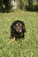 Winston , a male Miniature Dachshund for sale in Madison, FL – 6 of 10
