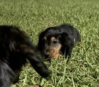 Winston , a male Miniature Dachshund for sale in Madison, FL – 9 of 10