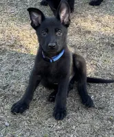 Tank-  AKC, a male German Shepherd Dog for sale in Madison, FL – Photo 2 of 7