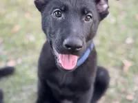 Tank-  AKC, a male German Shepherd Dog for sale in Madison, FL – Photo 1 of 7