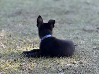 Tank-  AKC, a male German Shepherd Dog for sale in Madison, FL – Photo 5 of 7