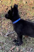 Tank-  AKC, a male German Shepherd Dog for sale in Madison, FL – Photo 3 of 7