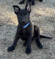 Tank-  AKC, a male German Shepherd Dog for sale in Madison, FL – Photo 4 of 7