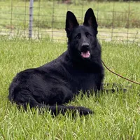 Keyla - AKC, a female German Shepherd Dog for sale in Madison, FL – Photo 5 of 9