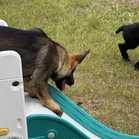 Keyla - AKC, a female German Shepherd Dog for sale in Madison, FL – Photo 6 of 9