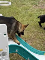 Keyla - AKC, a female German Shepherd Dog for sale in Madison, FL – Photo 6 of 9