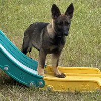 Keyla - AKC, a female German Shepherd Dog for sale in Madison, FL – Photo 3 of 9