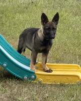 Keyla - AKC, a female German Shepherd Dog for sale in Madison, FL – Photo 3 of 9