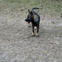 Keyla - AKC, a female German Shepherd Dog for sale in Madison, FL – Photo 7 of 9