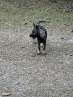 Keyla - AKC, a female German Shepherd Dog for sale in Madison, FL – Photo 7 of 9