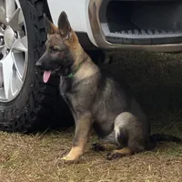 Keyla - AKC, a female German Shepherd Dog for sale in Madison, FL – Photo 1 of 9
