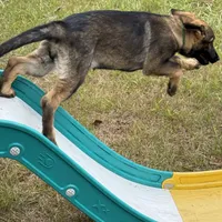 Keyla - AKC, a female German Shepherd Dog for sale in Madison, FL – Photo 9 of 9