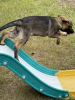 Keyla - AKC, a female German Shepherd Dog for sale in Madison, FL – Photo 9 of 9