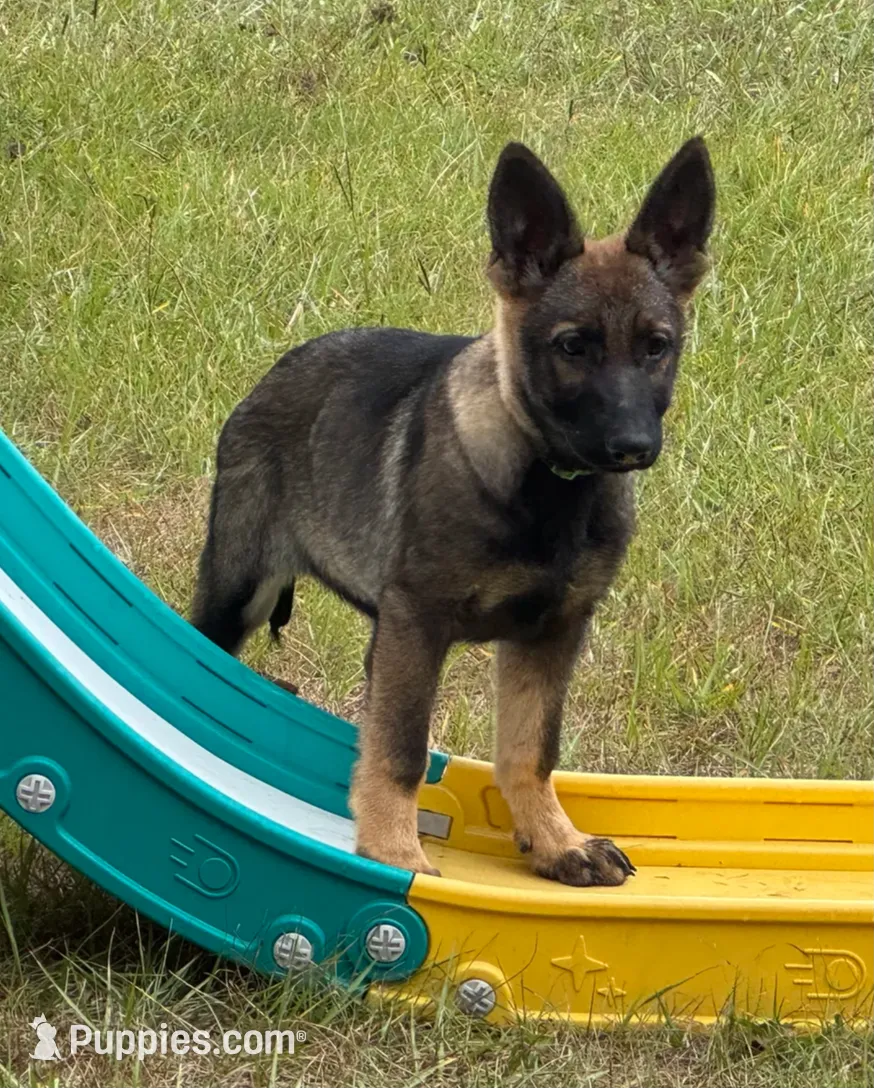 Keyla - AKC, a female German Shepherd Dog for sale in Madison, FL – Photo 4 of 9