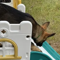 Keyla - AKC, a female German Shepherd Dog for sale in Madison, FL – Photo 8 of 9