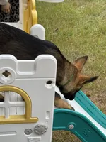 Keyla - AKC, a female German Shepherd Dog for sale in Madison, FL – Photo 8 of 9