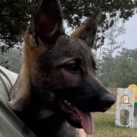 Keyla - AKC, a female German Shepherd Dog for sale in Madison, FL – Photo 2 of 9