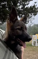 Keyla - AKC, a female German Shepherd Dog for sale in Madison, FL – Photo 2 of 9