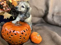 Lela- AKC shaded cream, a female Miniature Dachshund for sale in Madison, FL – Photo 5 of 6