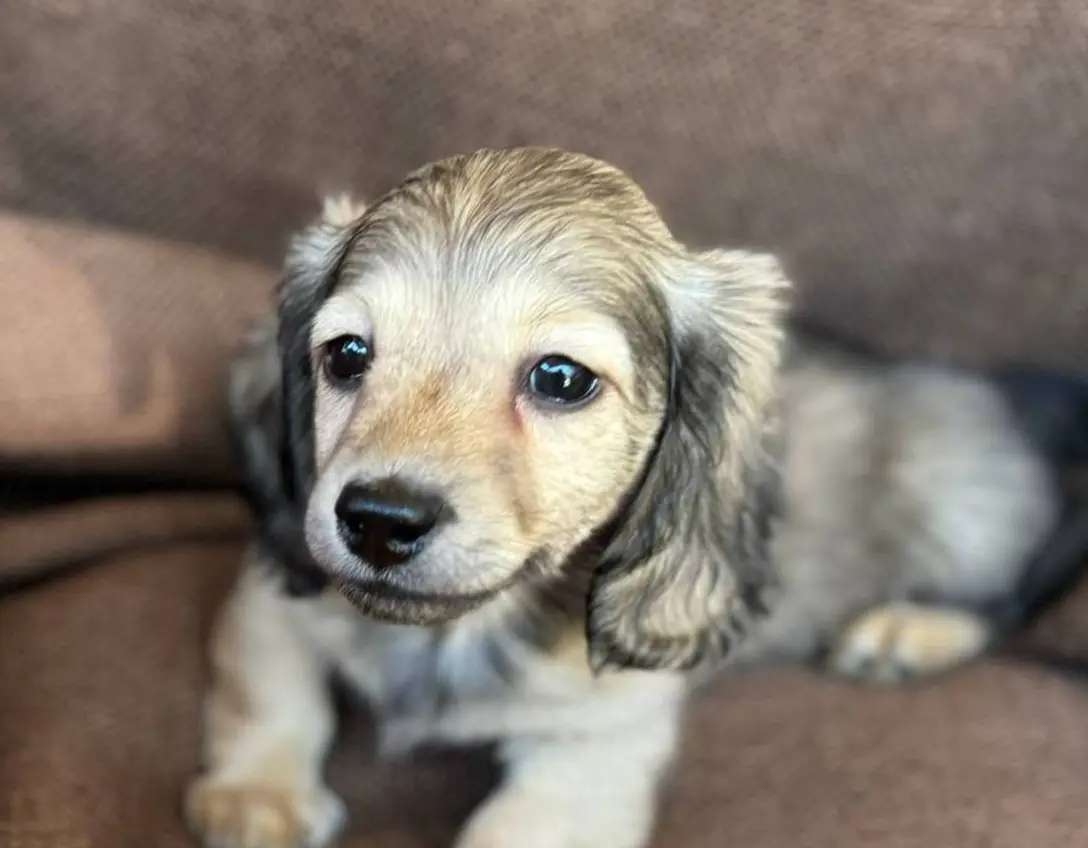 Lela- AKC shaded cream