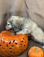 Lela- AKC shaded cream, a female Miniature Dachshund for sale in Madison, FL – Photo 2 of 6