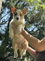 Boots, a male Pembroke Welsh Corgi for sale in Madison, FL – 2 of 4