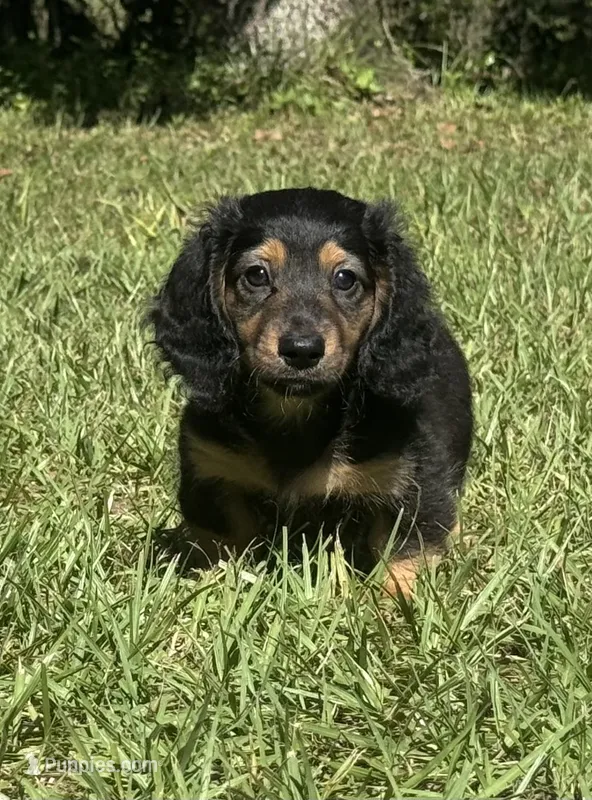 Winston  – Miniature Dachshund puppy for sale in Madison, FL