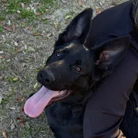 Tuff  - AKC 💙, a male German Shepherd Dog for sale in Madison, FL – Photo 3 of 4