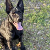 Tuff  - AKC 💙, a male German Shepherd Dog for sale in Madison, FL – Photo 1 of 4