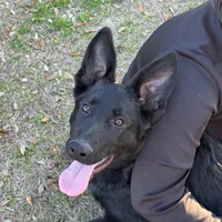 Tuff  - AKC 💙, a male German Shepherd Dog for sale in Madison, FL – Photo 4 of 4