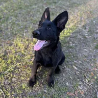 Tuff  - AKC 💙, a male German Shepherd Dog for sale in Madison, FL – Photo 2 of 4