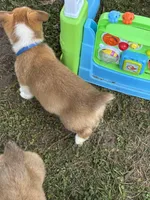 Stetson 💙, a male Pembroke Welsh Corgi for sale in Madison, FL – Photo 6 of 9