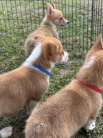 Stetson 💙, a male Pembroke Welsh Corgi for sale in Madison, FL – Photo 8 of 9
