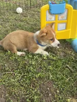 Stetson 💙, a male Pembroke Welsh Corgi for sale in Madison, FL – Photo 1 of 9