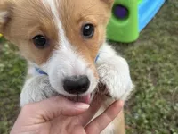 Stetson 💙, a male Pembroke Welsh Corgi for sale in Madison, FL – Photo 2 of 9
