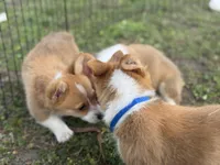 Stetson 💙, a male Pembroke Welsh Corgi for sale in Madison, FL – Photo 3 of 9